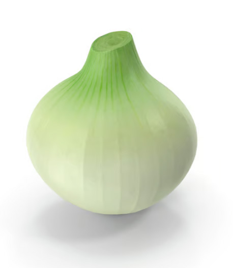cebolla